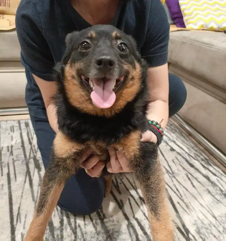 Найдена собака девочка с розовым ошейником - Собаки (Животные) в Волгоград