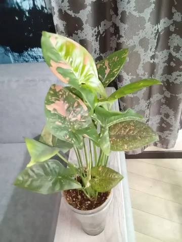 Сингониум Пинк сплеш - Ножи, холодное оружие в Волгоград