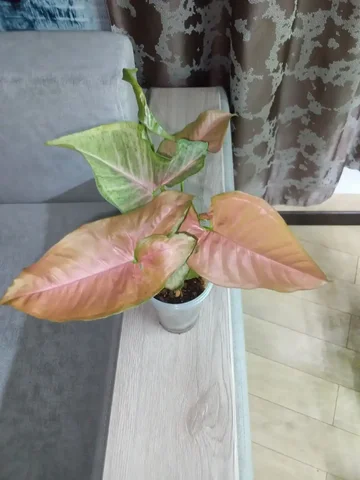 Сингониум Орм НАК - Ножи, холодное оружие в Волгоград