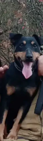 Пропал кобель ягдтерьер Рэм в Волгограде - частное объявление в Волгоград