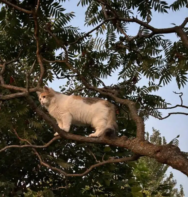 Отдам в добрые руки кошечку 4 года - Кошки (Животные) в Волгоград
