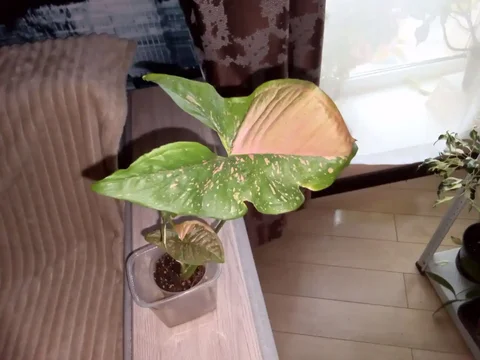 Сингониум Пинк сплеш - Мототехника в Волгоград