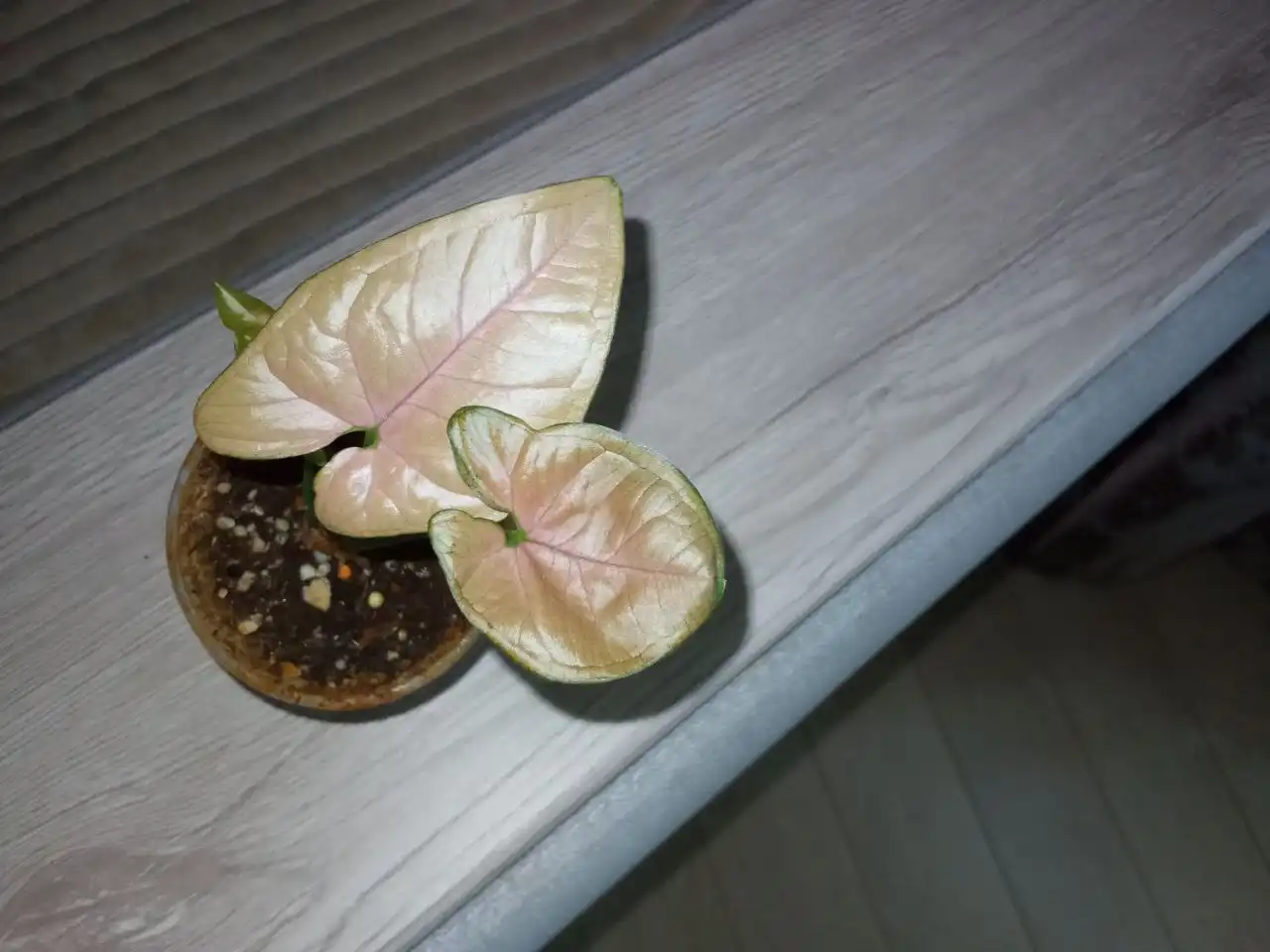 Продажа сингониума Орм НАК в Волгограде - Растения (Хобби и отдых) в Волгоград