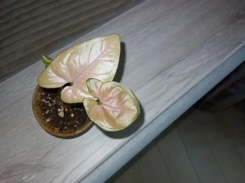 Продажа сингониума Орм НАК в Волгограде - Мототехника в Волгоград