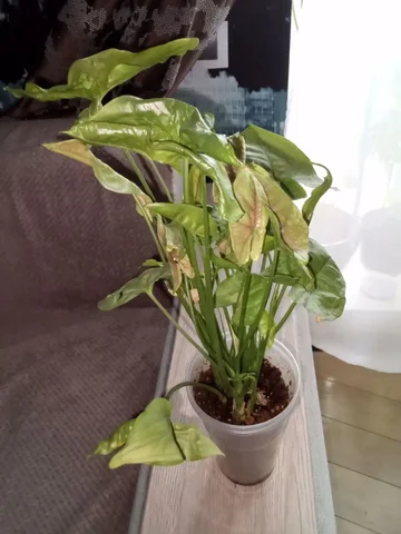 Продажа сингониума рассады - Гироскутеры в Волгоград