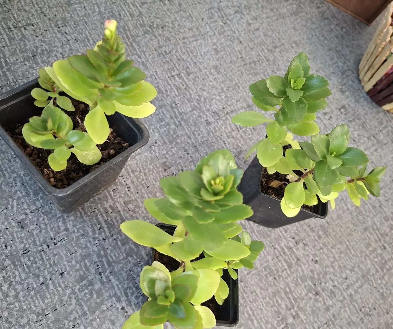 Каланхое розовый - Растения (Хобби и отдых) в Волгоград