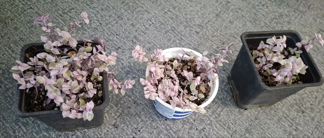 Каланхое розовый - Растения (Хобби и отдых) в Волгоград