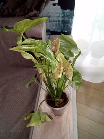 Сингониум рассами наг - Гуманитарная помощь в Волгоград