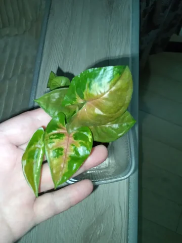 Сингониум Тиффани - Гуманитарная помощь в Волгоград