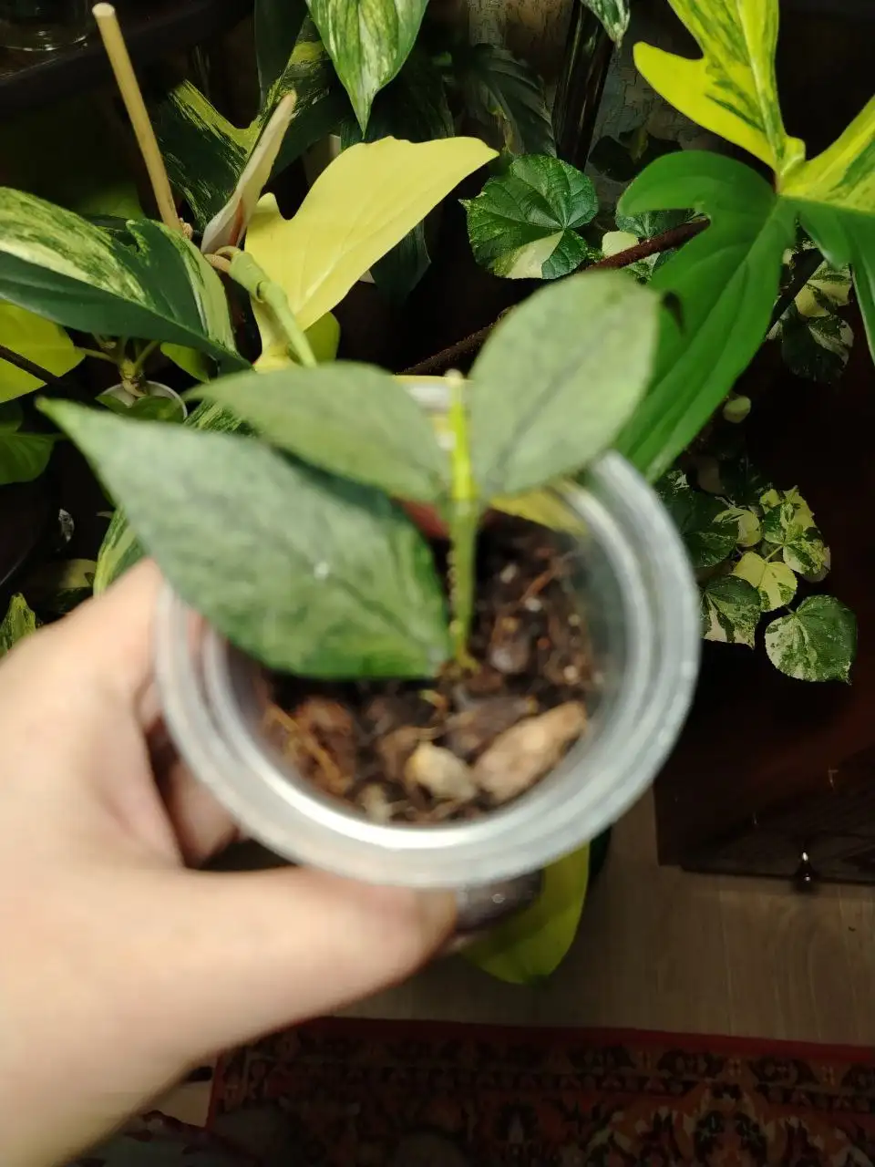 Продажа комнатных растений в Волгограде - Комнатные растения (Хобби и отдых) в Волгоград