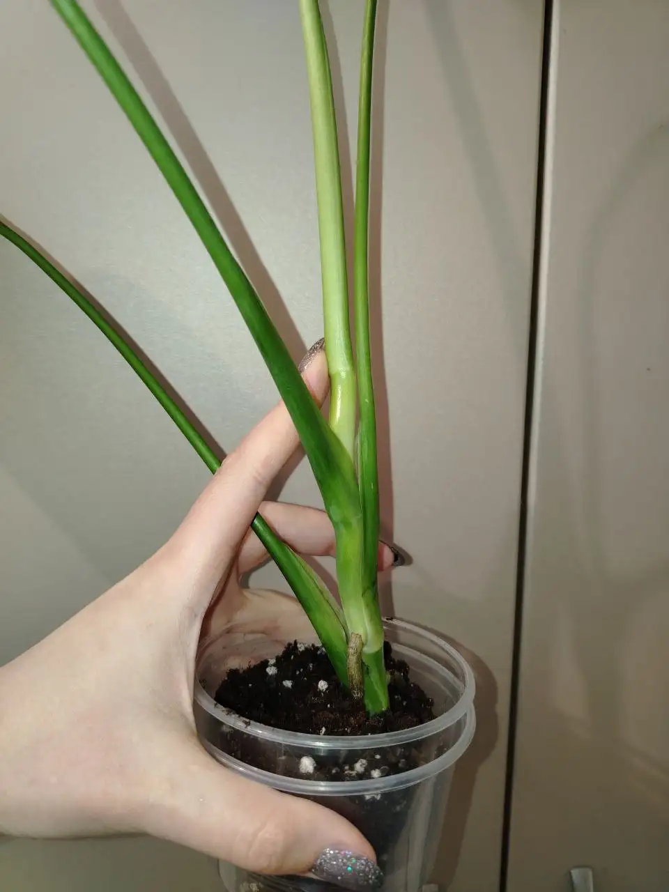 Продажа комнатных растений в Волгограде - Комнатные растения (Хобби и отдых) в Волгоград