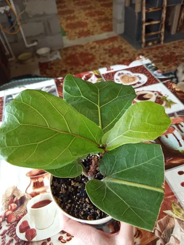 Лирато бамбино - Гуманитарная помощь в Волгоград