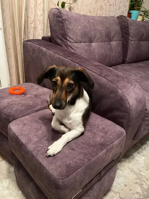 Отдам в добрые руки собаку в Волгограде - Животные в Волгоград