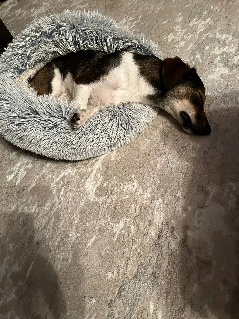 Отдам в добрые руки собаку в Волгограде - Собаки (Животные) в Волгоград