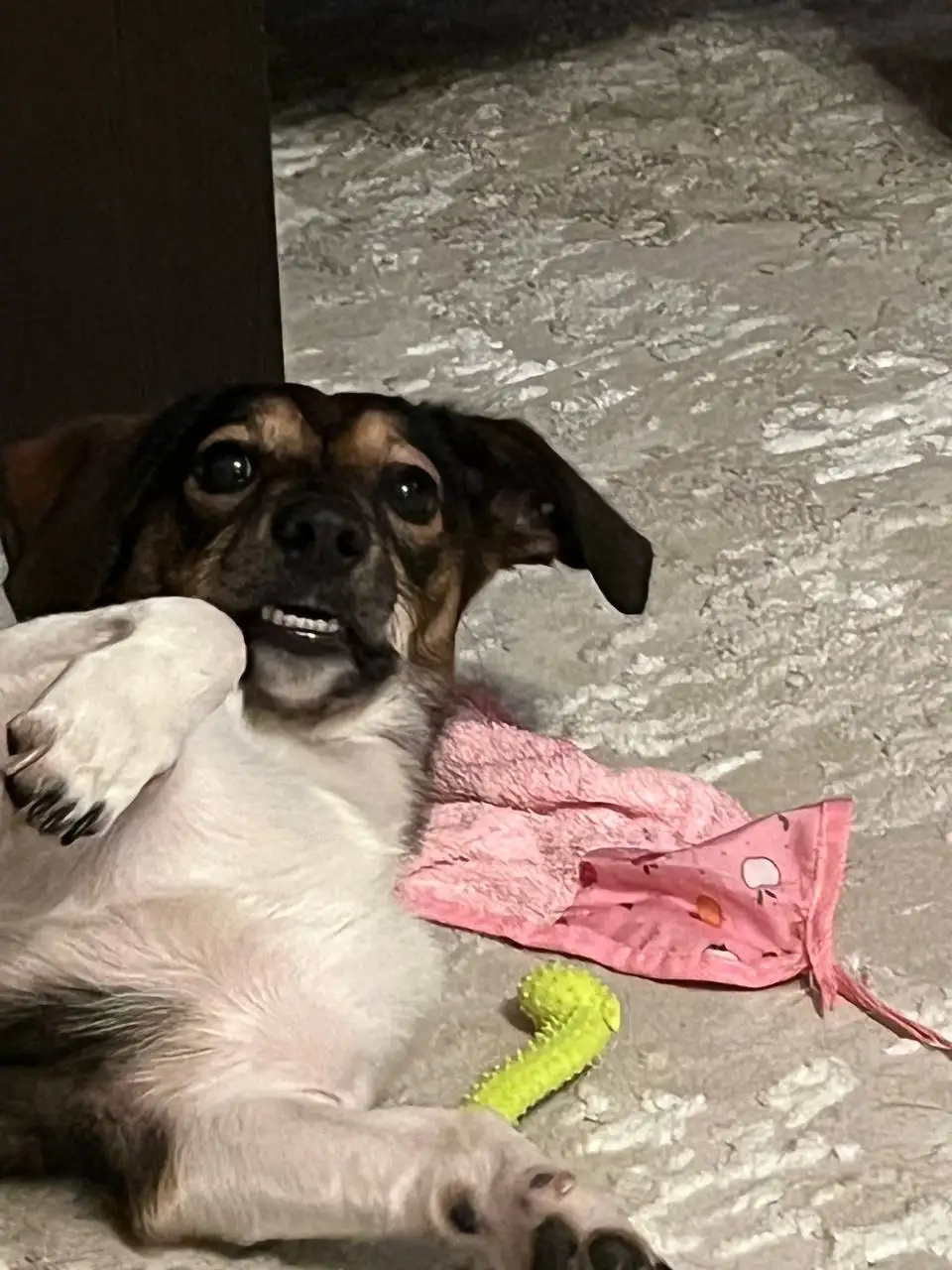 Отдам в добрые руки собаку в Волгограде - Собаки (Животные) в Волгоград