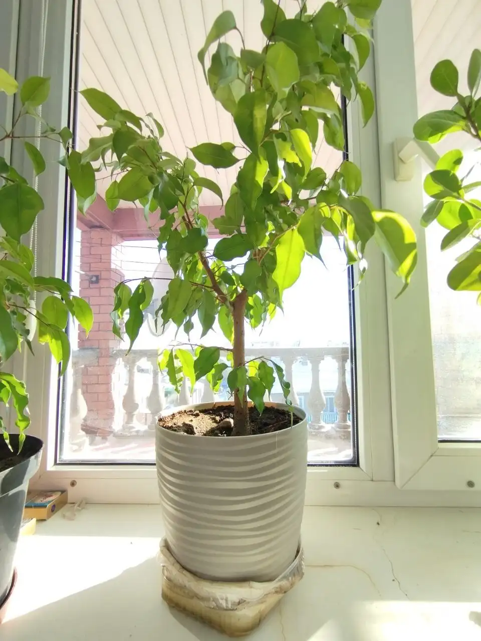 Продажа фикуса Неон с горшком - Растения (Хобби и отдых) в Волгоград