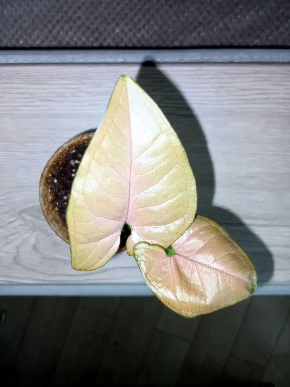 Сингониум Орм НАК - Барахолка в Волгоград