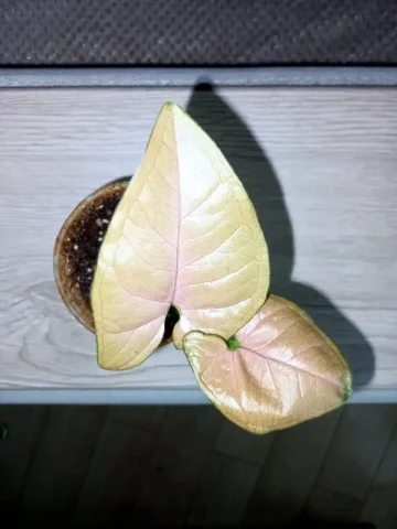 Сингониум Орм НАК - частное объявление в Волгоград