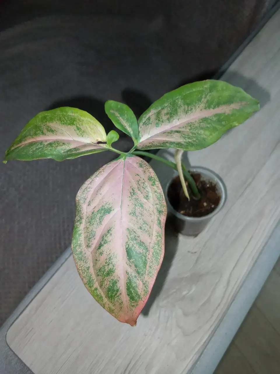 Сингониум Маргарита - Барахолка в Волгоград