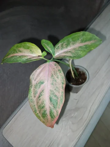 Сингониум Маргарита - Барахолка в Волгоград