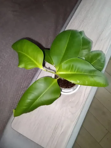 Фикус Ретуза Пур голд - частное объявление в Волгоград