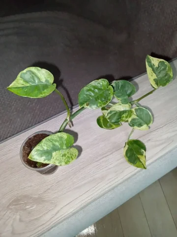 Эпипремнум Н-Джой - Красота и здоровье в Волгоград