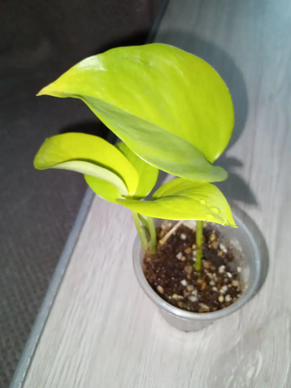 Эпипремнум Елисейские поля лайм с защипами - Растения (Хобби и отдых) в Волгоград