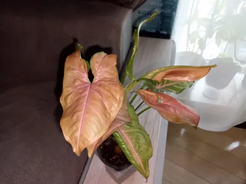 Сингониум - частное объявление в Волгоград