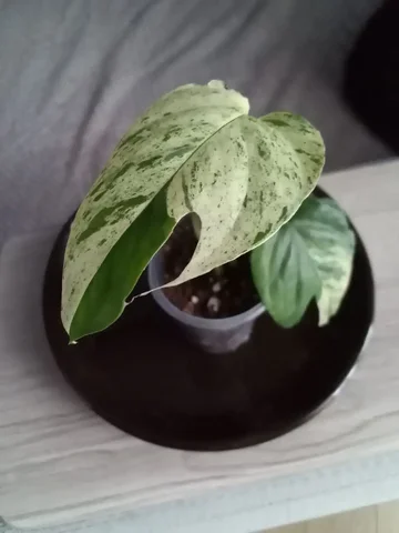 Эпипремнум пиннатум Вайт марбл тайский сорт - частное объявление в Волгоград