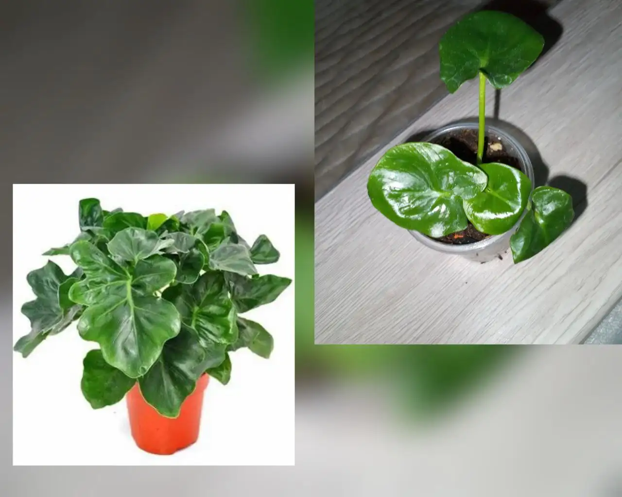 Продается филодендрон Атом - Растения (Барахолка) в Волгоград