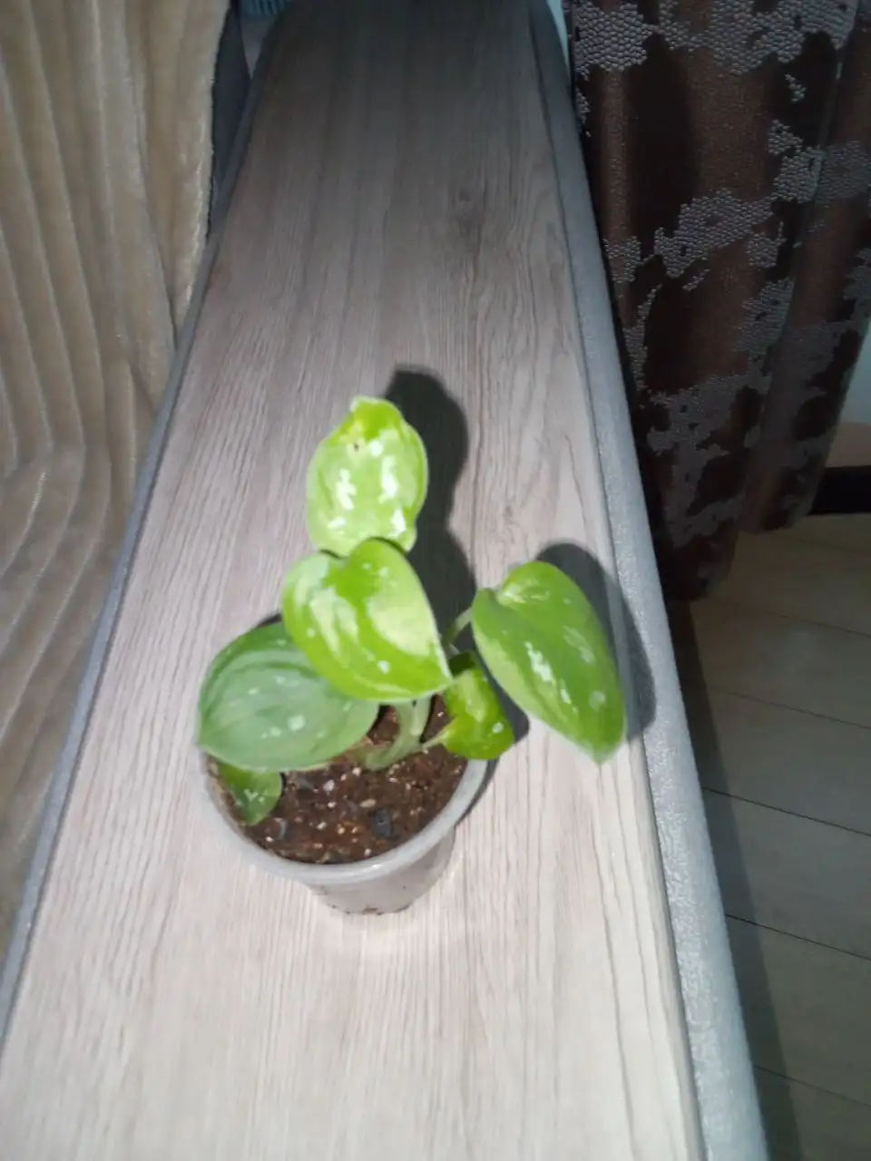 Филодендрон брантианум тайский сорт - Комнатные растения (Хобби и отдых) в Волгоград