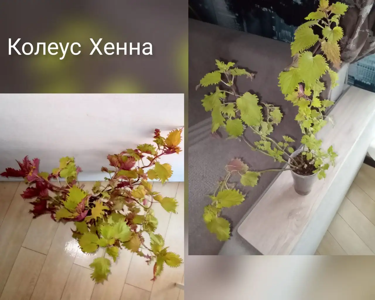 Колеус Хенна коллекционный сорт два отростка - Растения (Хобби и отдых) в Волгоград