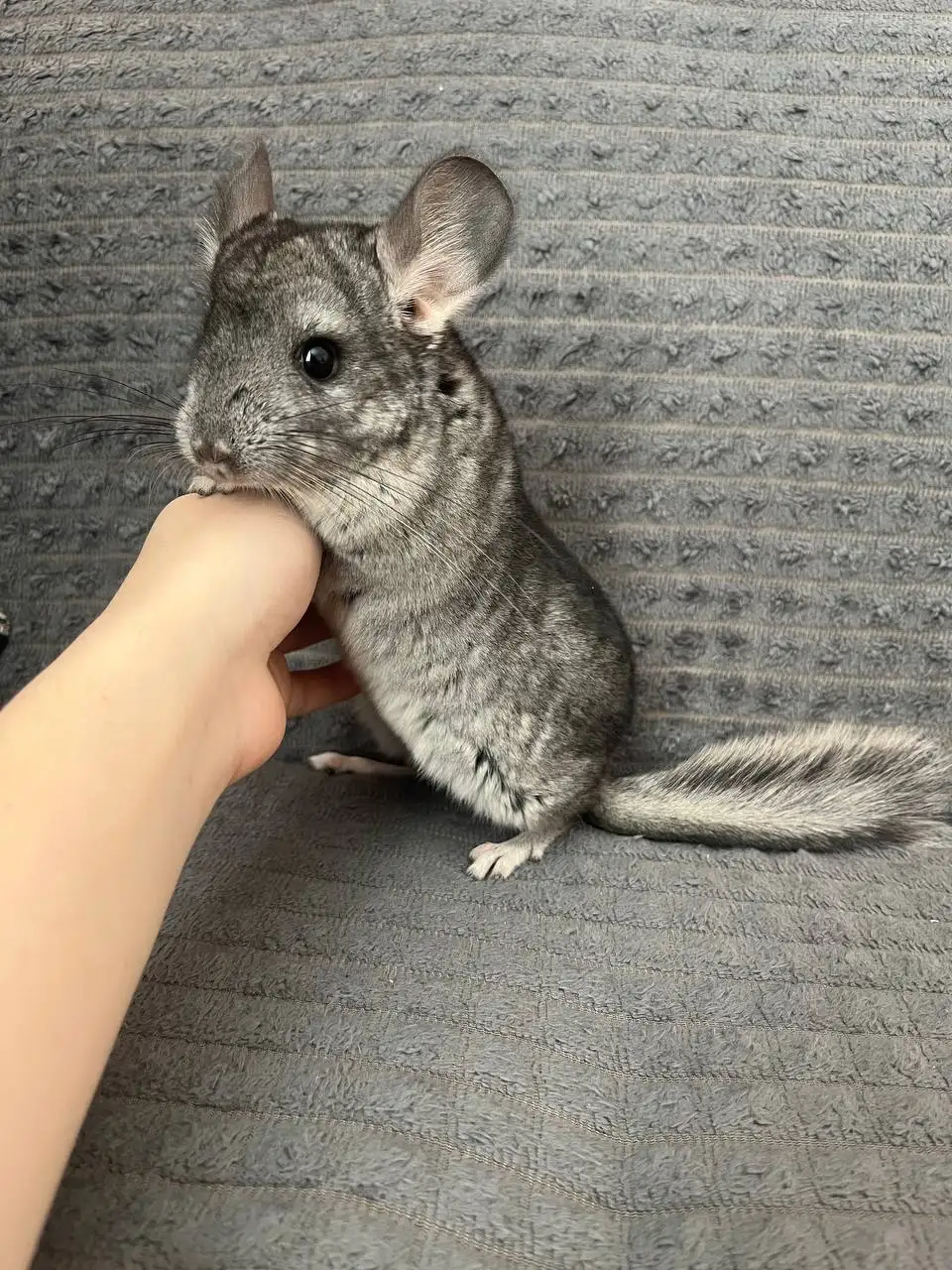 Продажа шиншиллы - Грызуны (Животные) в Волгоград