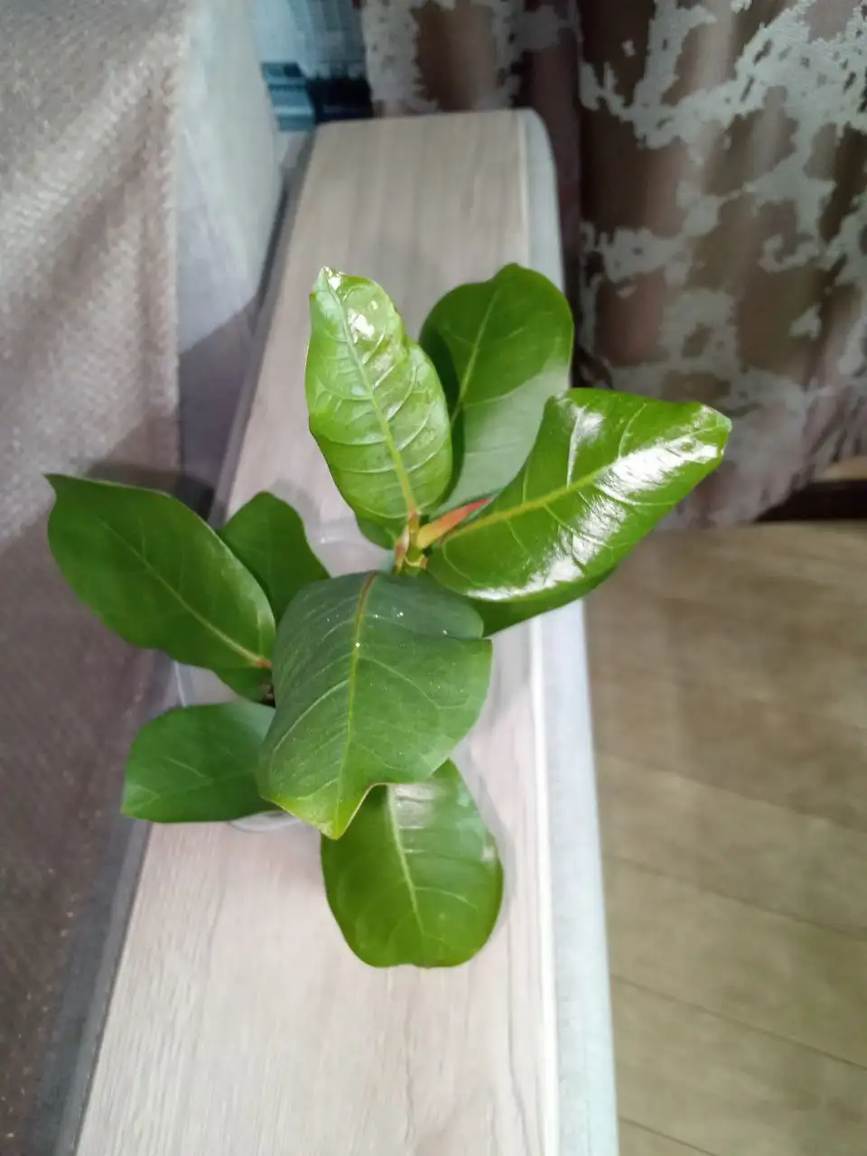 Бенгальский фикус - Растения (Для дома и дачи) в Волгоград