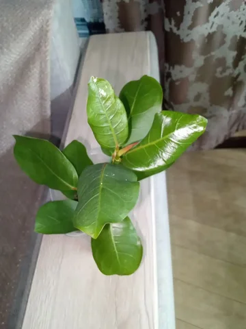 Бенгальский фикус - Для дома и дачи в Волгоград