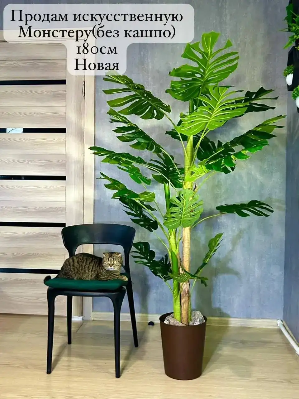 Продажа растений: монстера и фикус - Растения (Для дома и дачи) в Волгоград