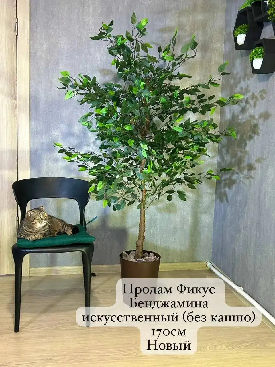 Продажа растений: монстера и фикус - Растения (Для дома и дачи) в Волгоград