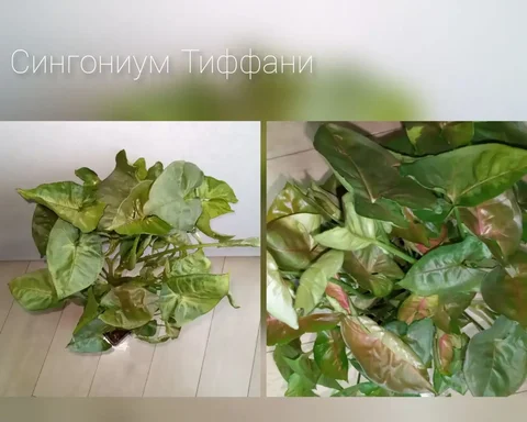 Объявление в Волгограде - Татуировки в Волгоград