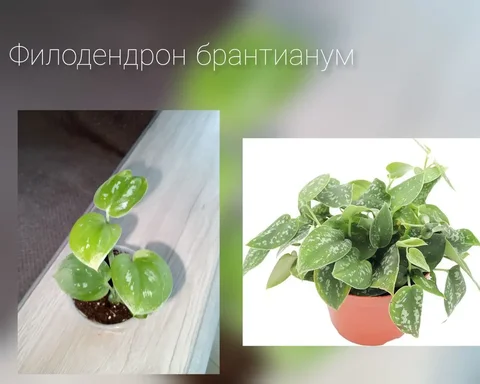 Тайский сорт - Находки в Волгоград