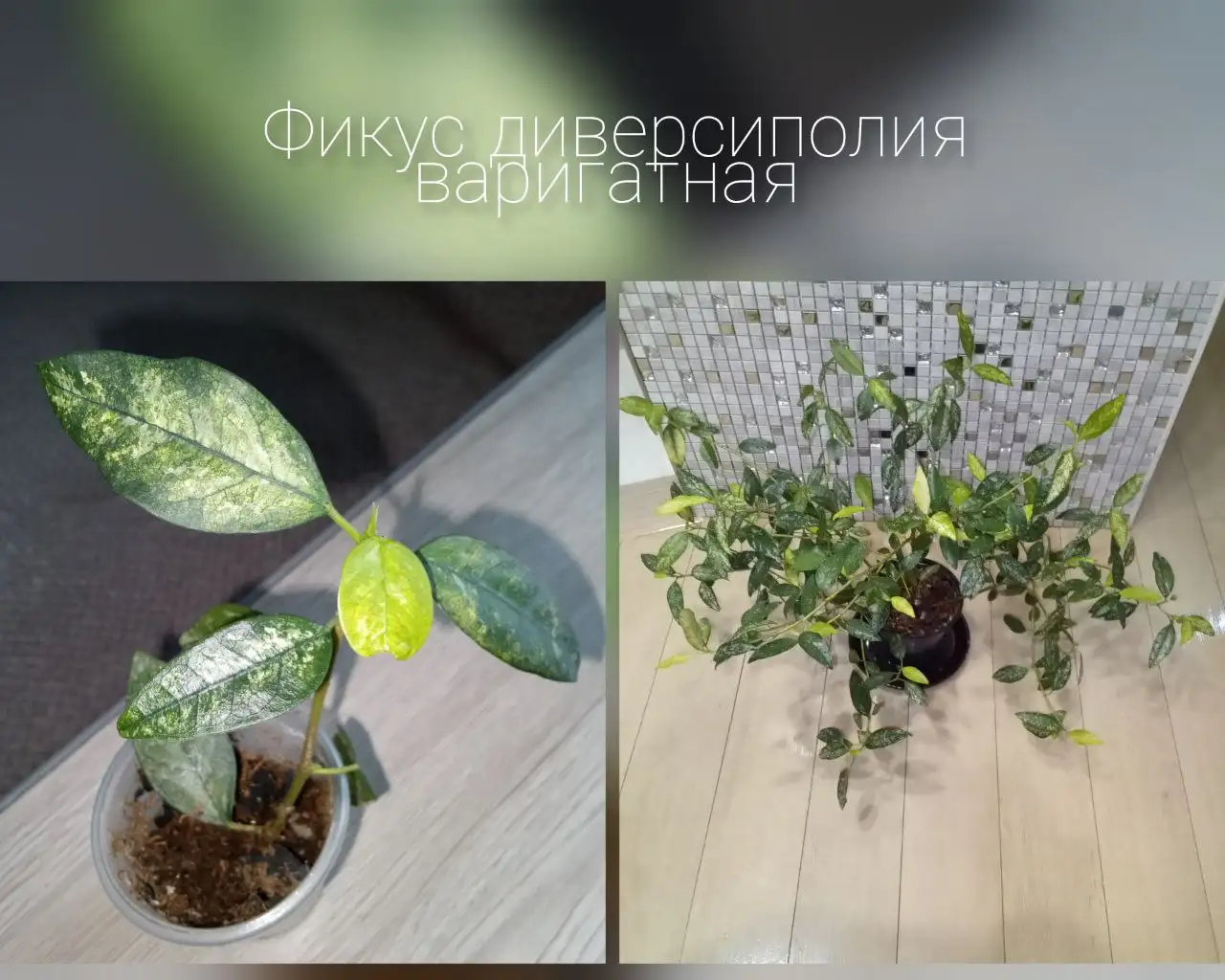 Объявление в чате Родниковая долина Волгоград - Барахолка в Волгоград