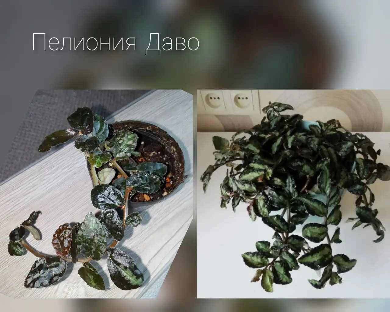 Объявления и услуги в Волгограде - Услуги в Волгоград