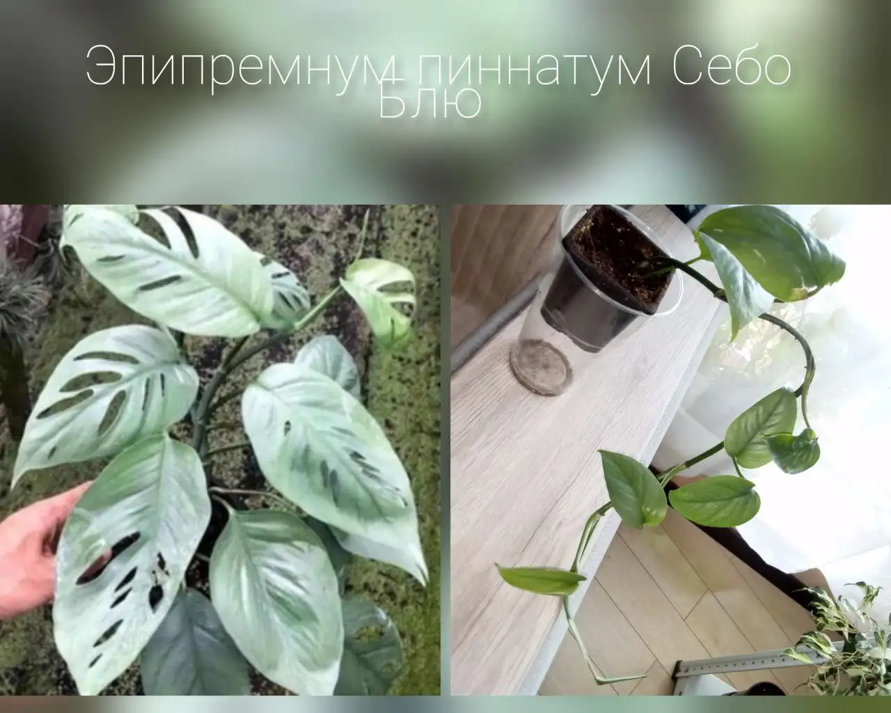 Тайский сорт - Барахолка в Волгоград