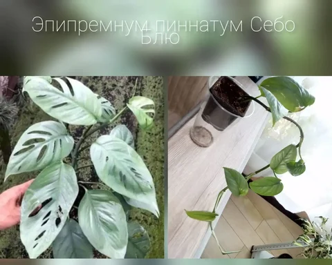 Тайский сорт - Находки в Волгоград