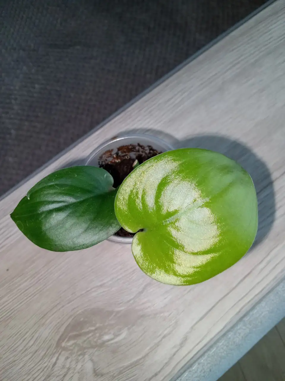 Сциндапсус Жаде Сатин - Растения (Хобби и отдых) в Волгоград