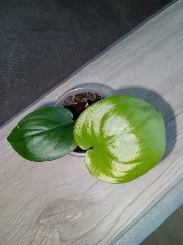 Сциндапсус Жаде Сатин - Товары для творчества в Волгоград