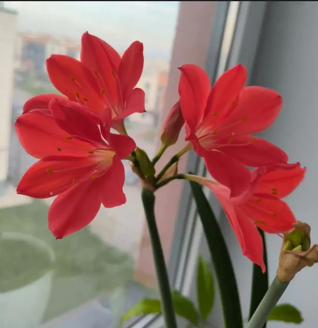 Продажа деток гиппеаструма - Товары для творчества в Волгоград