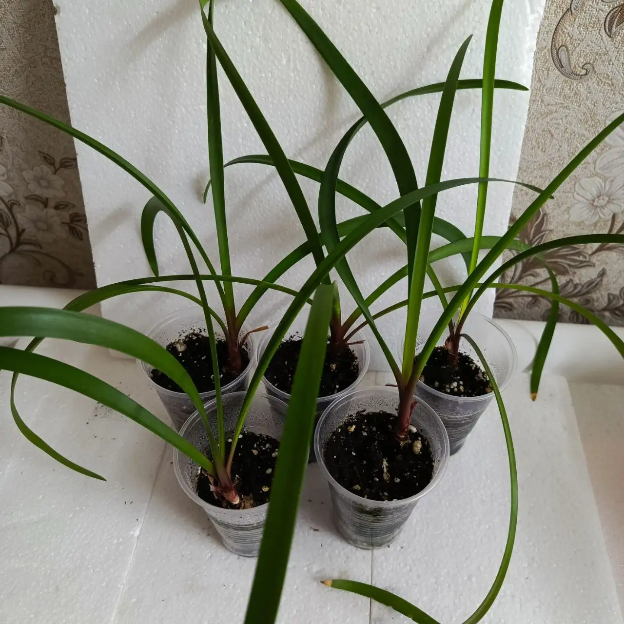 Продажа деток гиппеаструма - Растения (Хобби и отдых) в Волгоград