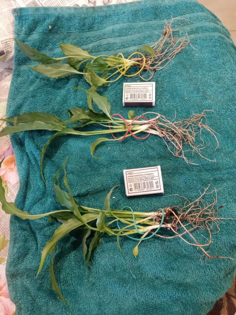 Набор молодых растений спатифилума - Растения (Хобби и отдых) в Волгоград