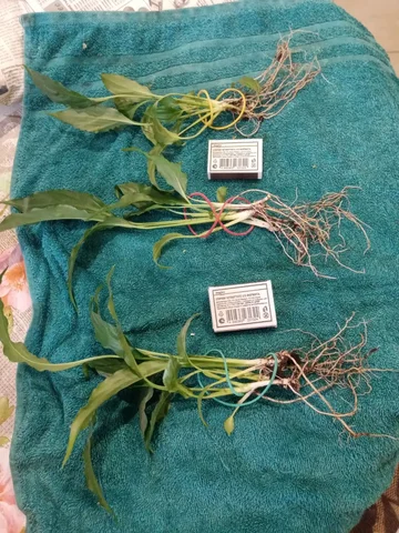 Набор молодых растений спатифилума - частное объявление в Волгоград