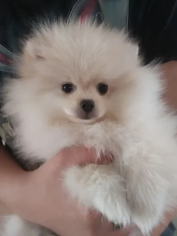 Померанский шпиц девочка 3 месяца - Кошки/Котята в Волгоград